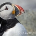 puffin_atlantic_msi_h_1702_can1324.jpg